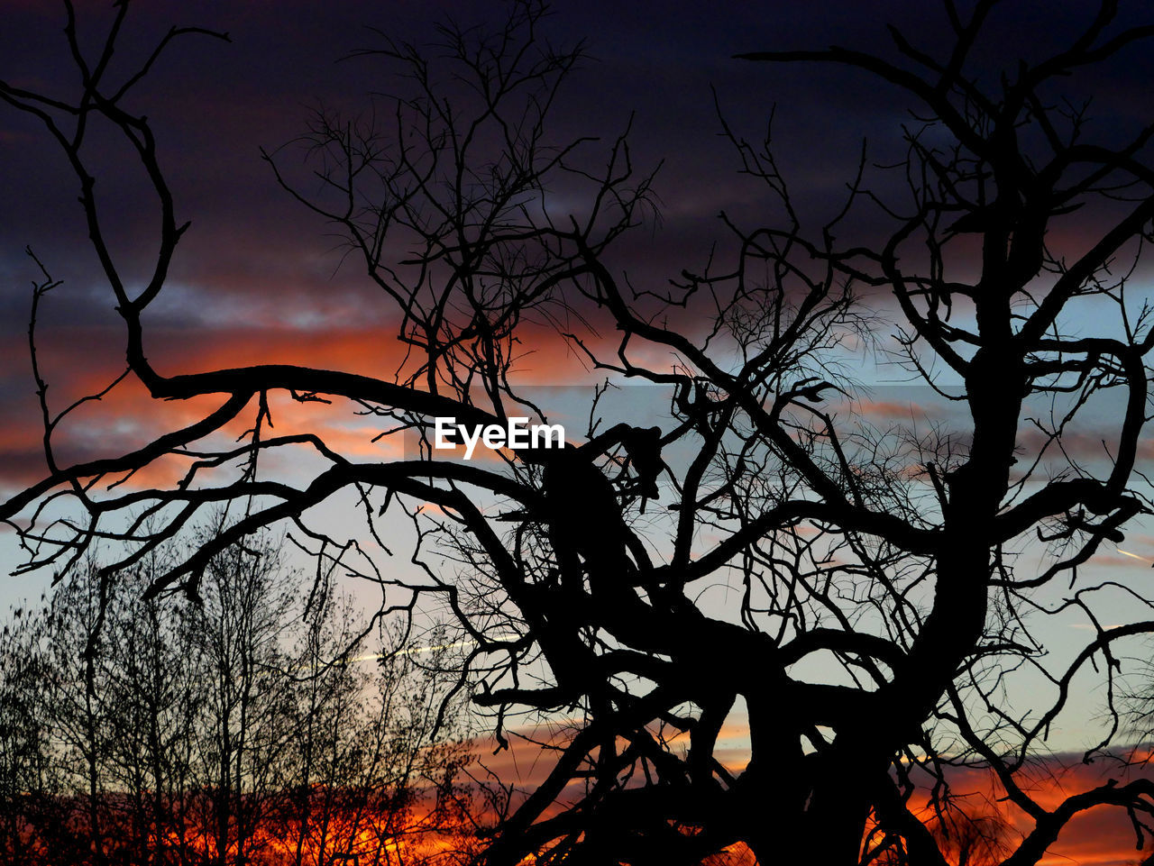 SILHOUETTE BARE TREE AGAINST DRAMATIC SKY