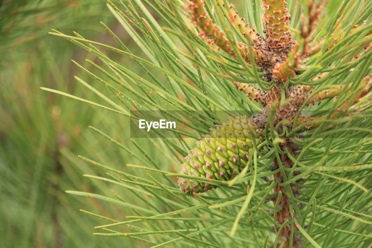 CLOSE-UP OF FRESH GREEN PLANT