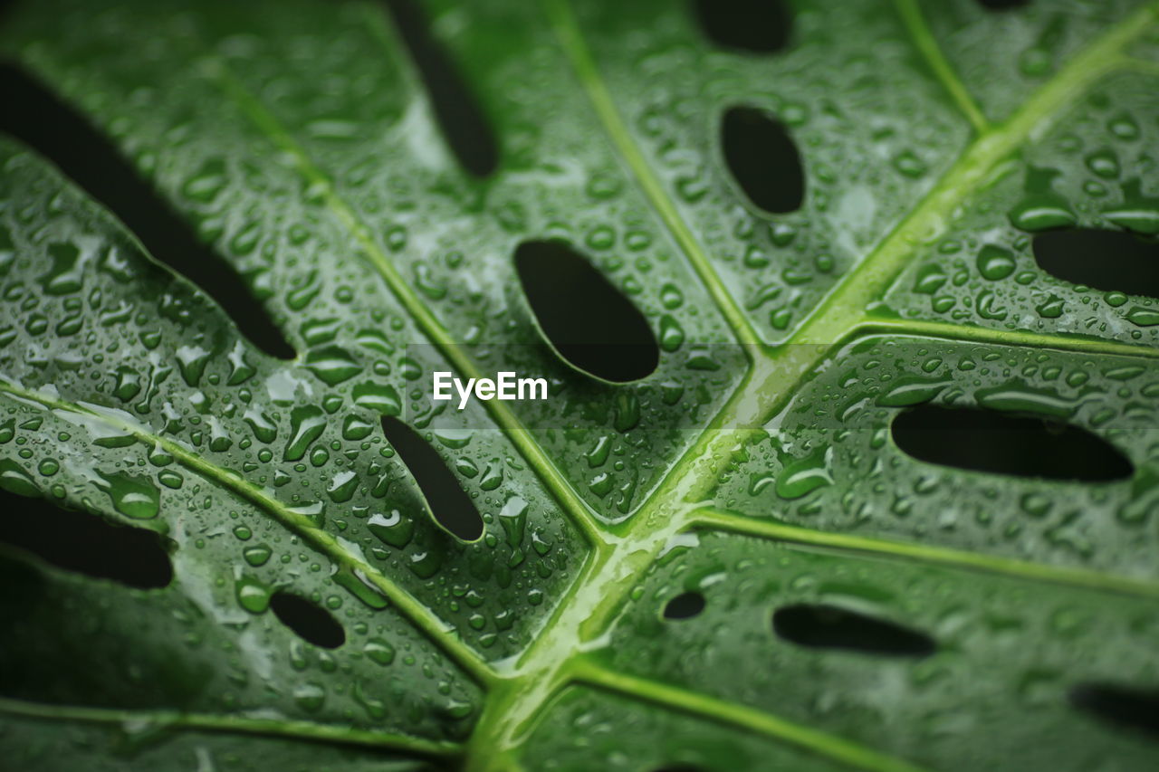 Full frame shot of wet leaf during rainy season