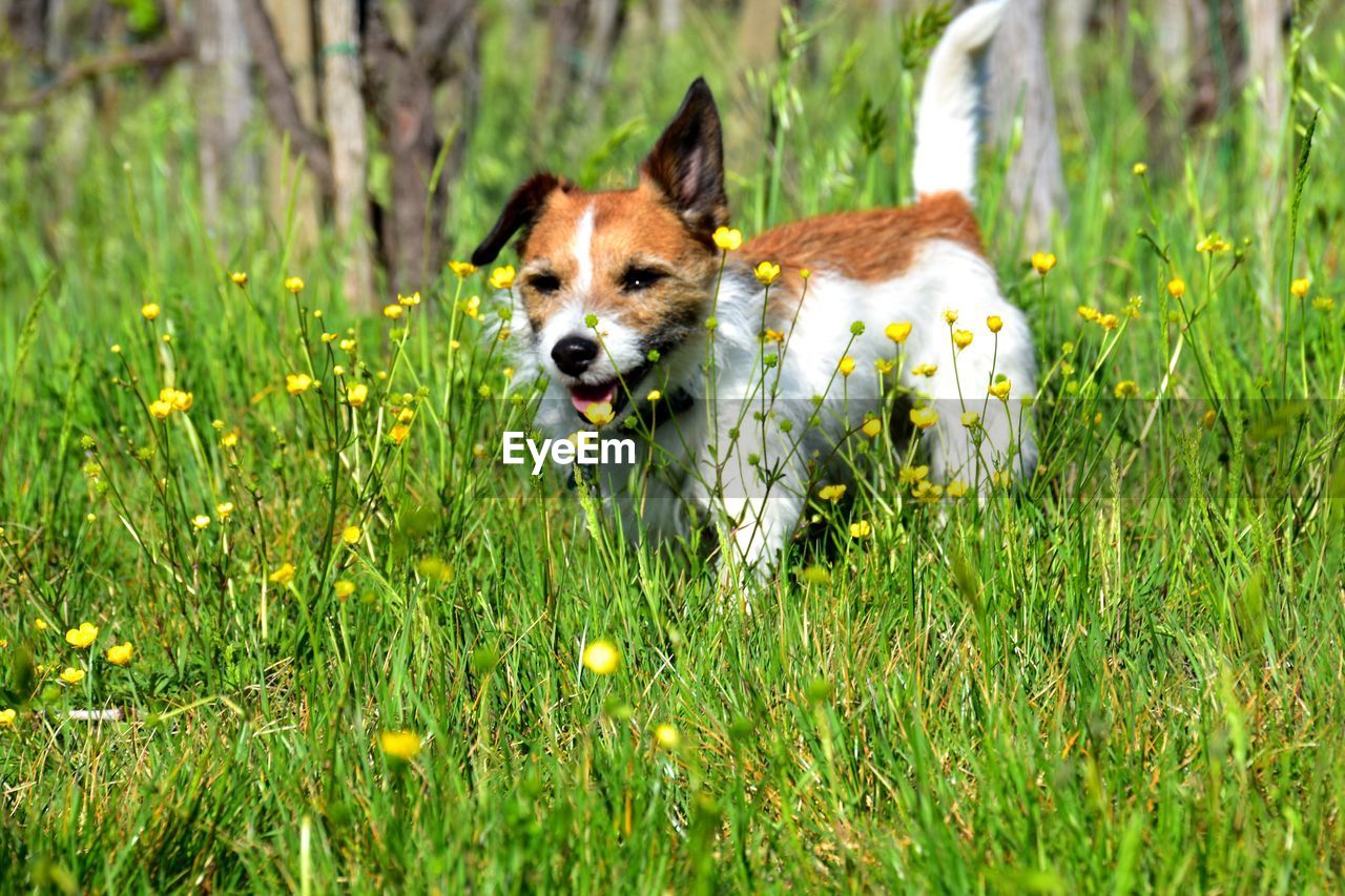 Dog running on grassy field