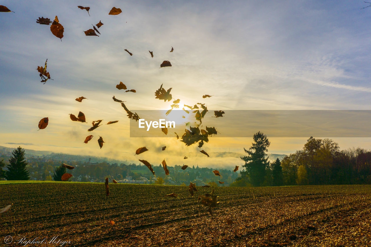 Leaves falling on field at sunrise during autumn