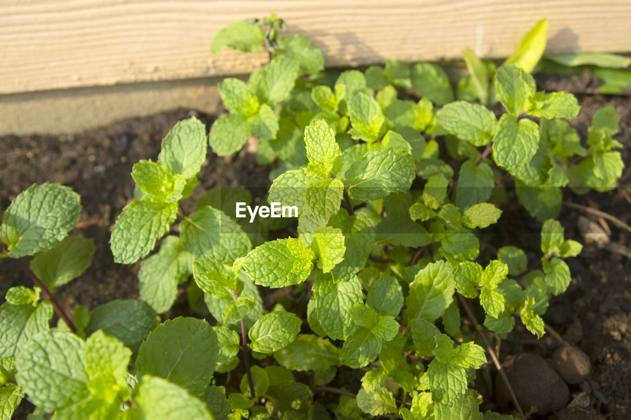 food and drink, food, leaf, green, freshness, plant part, plant, healthy eating, growth, nature, vegetable, wellbeing, herb, no people, agriculture, produce, close-up, wood, high angle view, day, outdoors, organic, flower, crop, lettuce