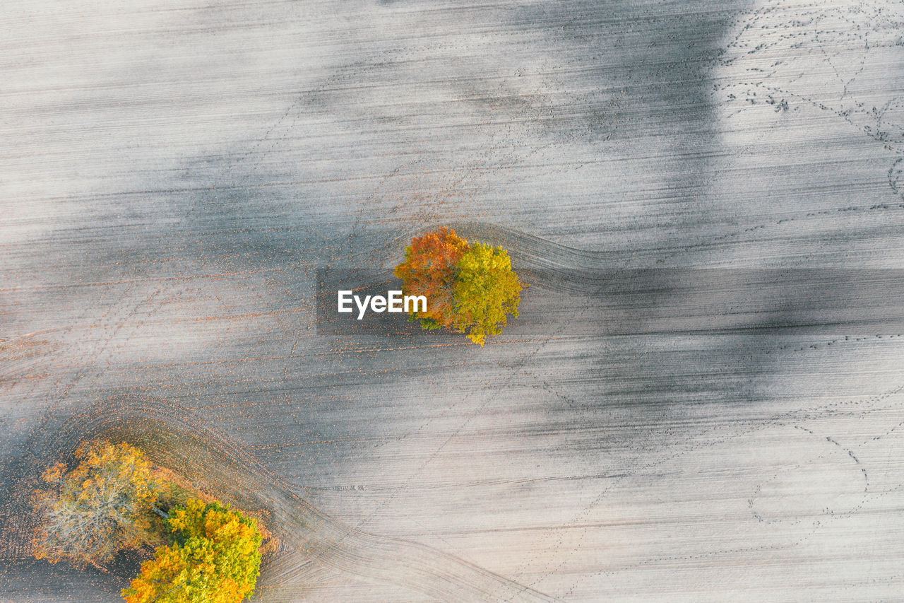 Autumn tree stands alone on some agricultural land.