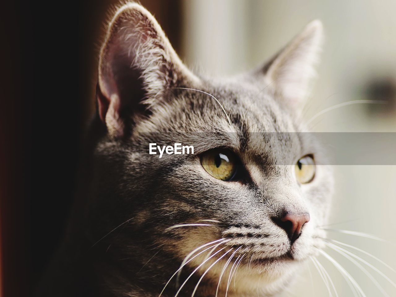 Close-up portrait of a cat looking away