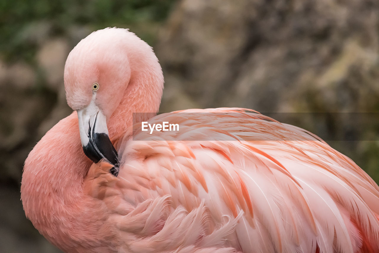 Close-up of flamingo