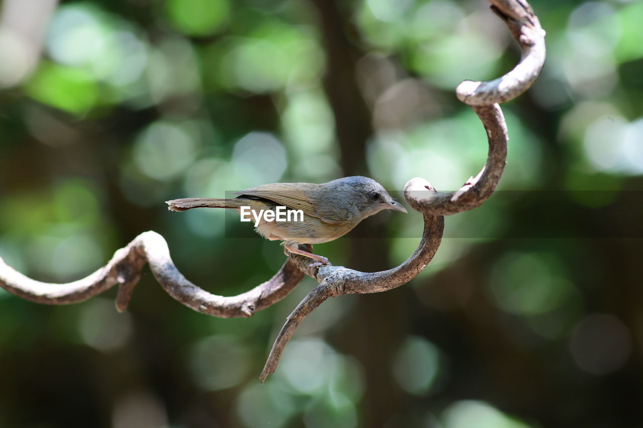 branch, animal, animal themes, animal wildlife, nature, close-up, tree, green, macro photography, wildlife, bird, one animal, plant, flower, focus on foreground, leaf, no people, outdoors, forest, environment, twig, beauty in nature, day, rainforest, reptile
