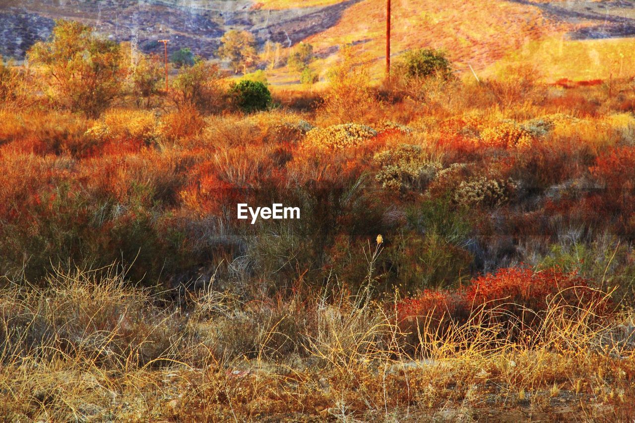 Trees on field during autumn