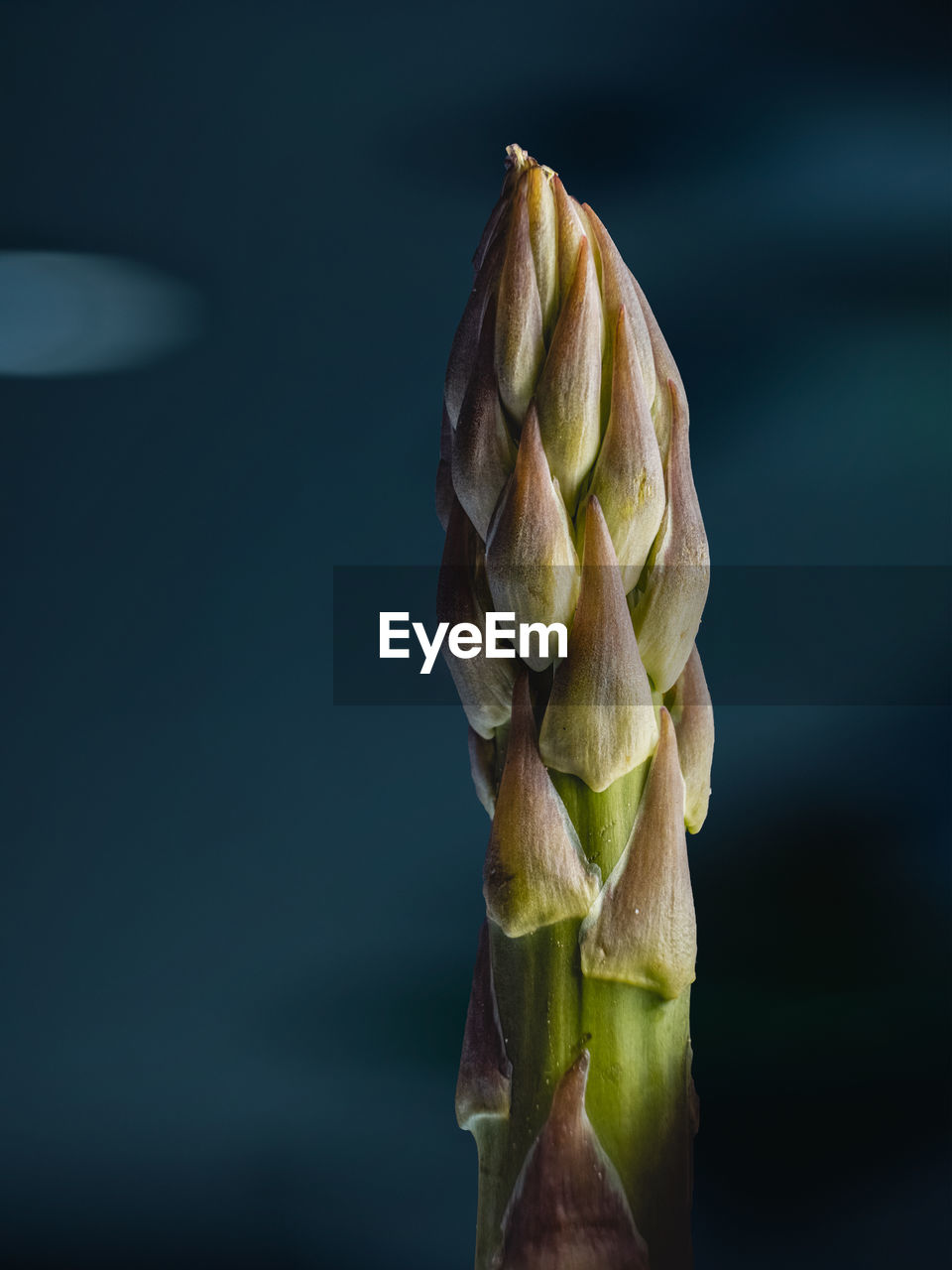 Close up of a asparagus against dark background