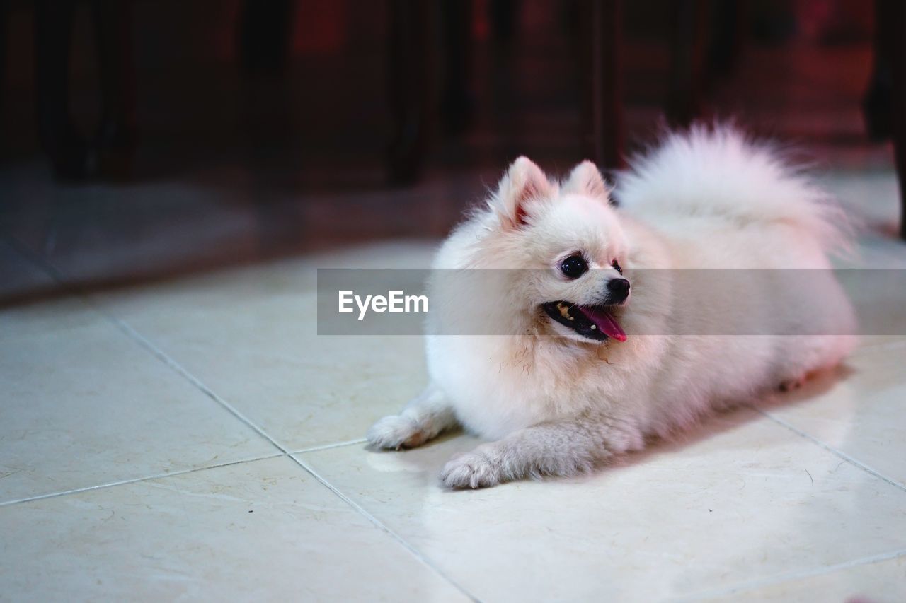 Close-up portrait of dog on tiled floor