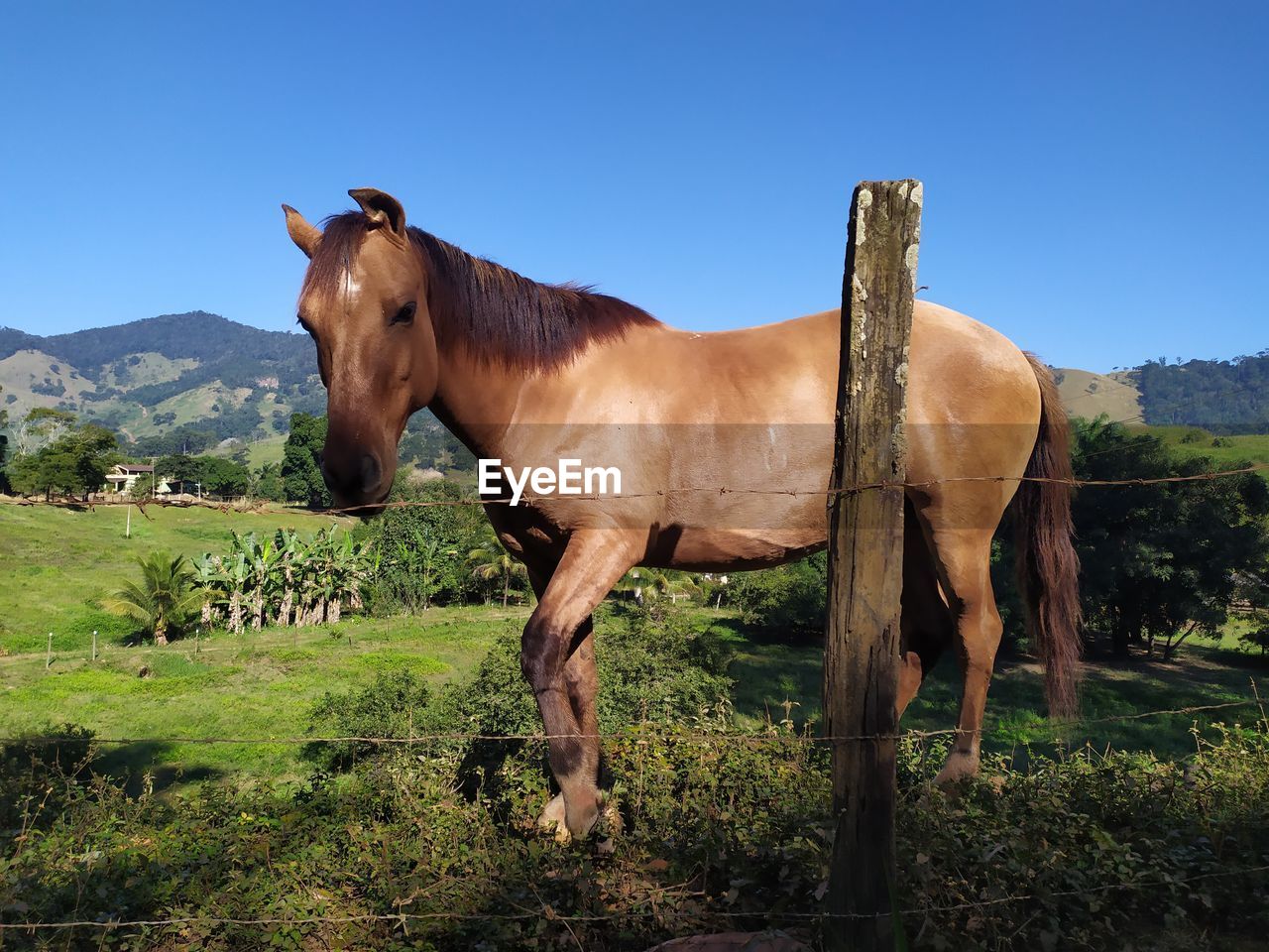 HORSE STANDING IN FIELD