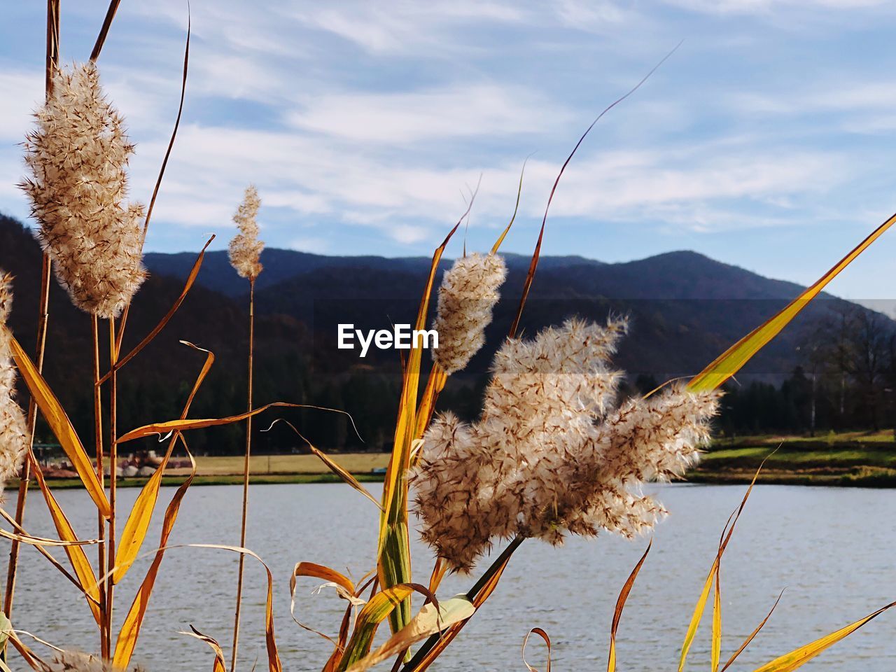 CLOSE-UP OF PLANTS IN LAKE AGAINST SKY