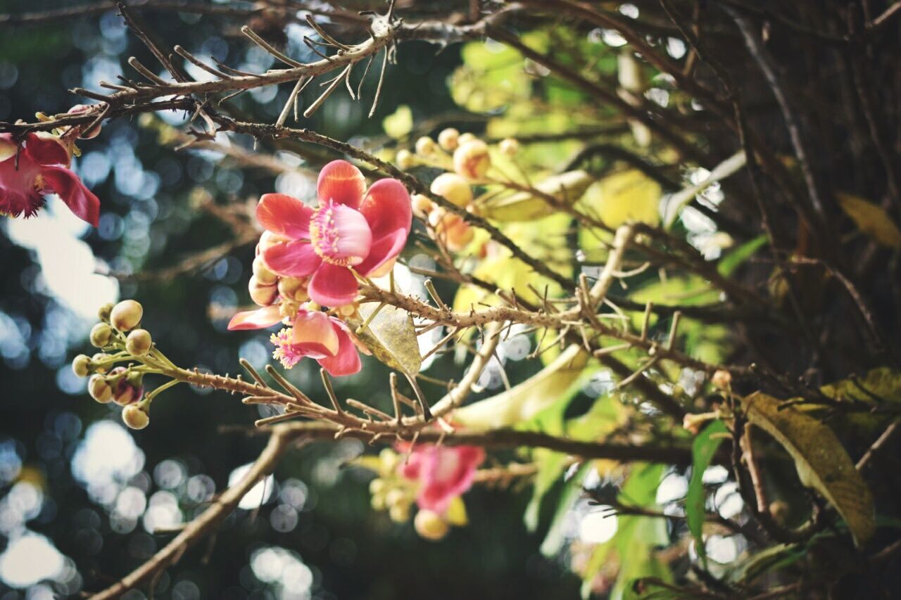 Close-up of pink flower tree