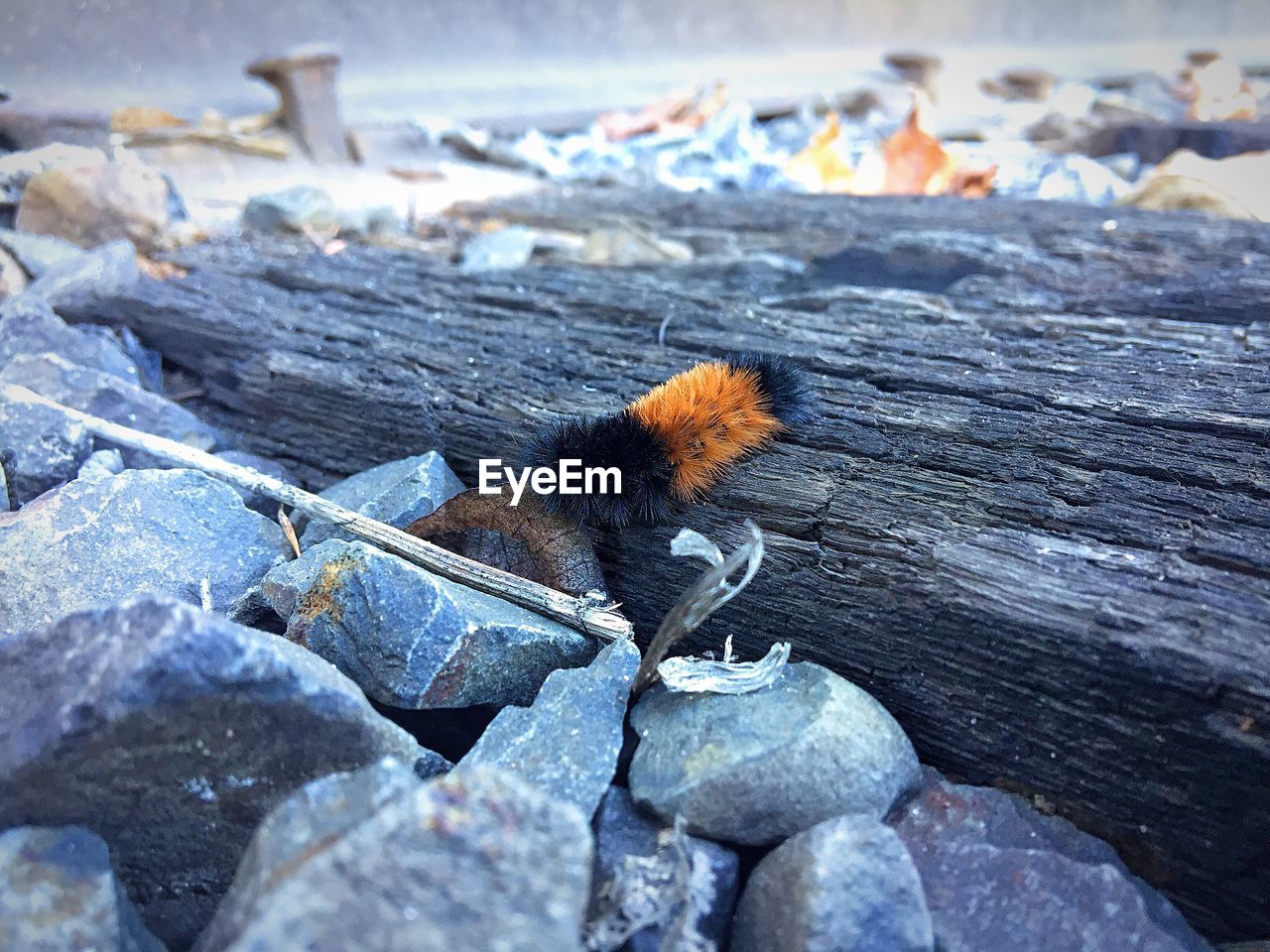 CLOSE-UP OF SQUIRREL ON ROCKS