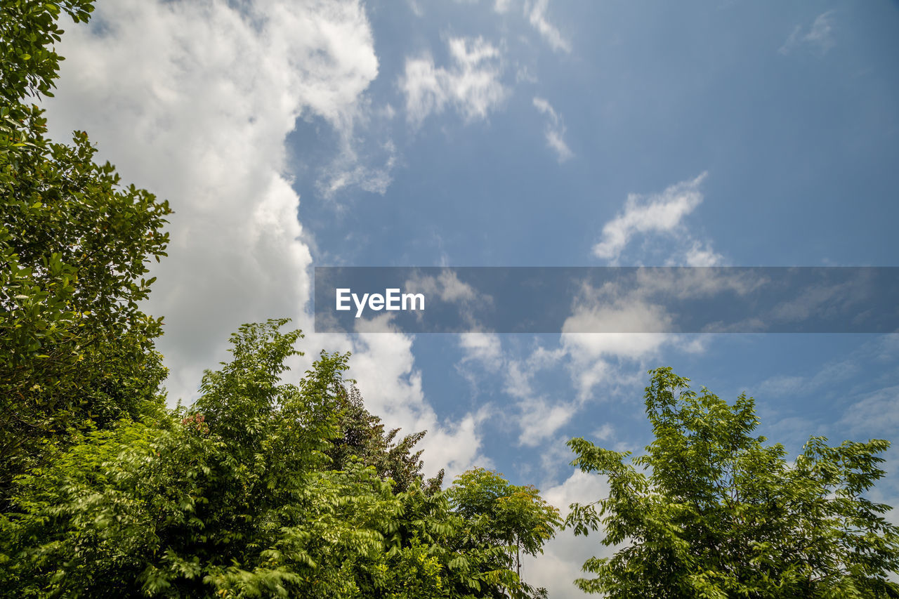 LOW ANGLE VIEW OF TREES AGAINST CLOUDS