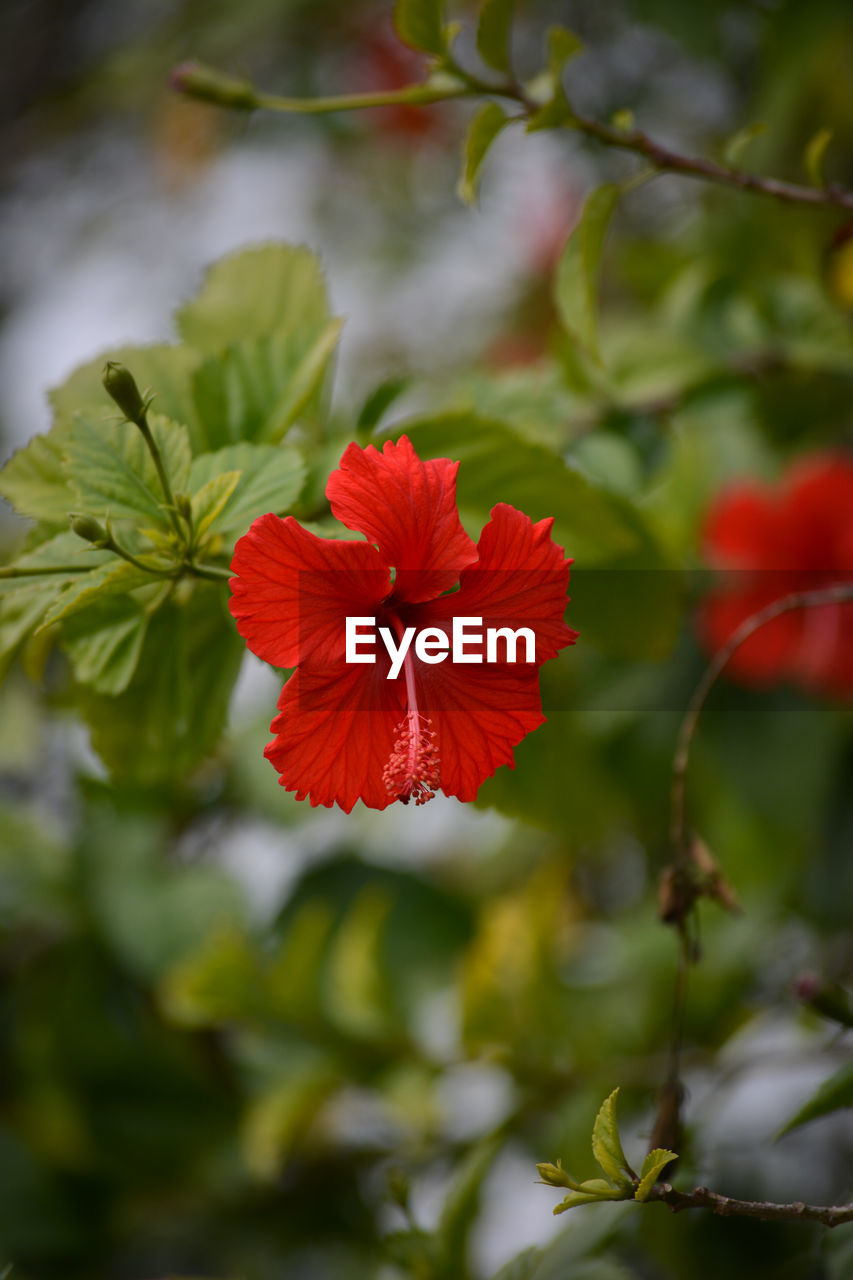 CLOSE-UP OF RED HIBISCUS