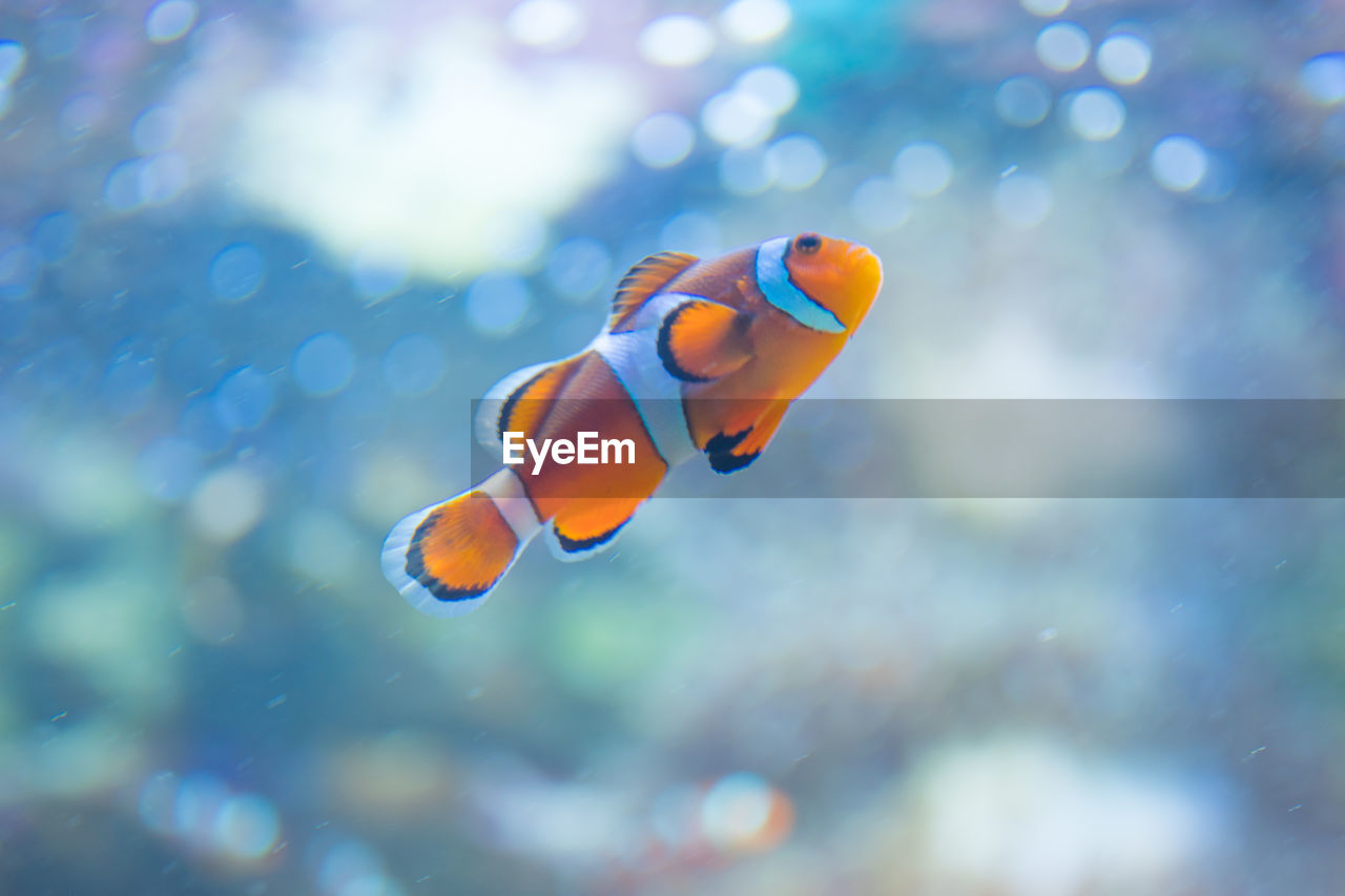 Close-up of fish swimming in aquarium 