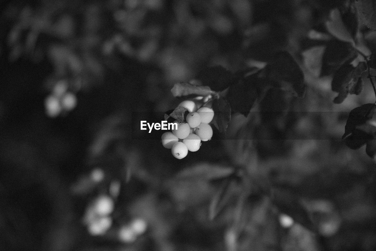black and white, black, plant, leaf, food, food and drink, fruit, darkness, macro photography, monochrome photography, healthy eating, branch, growth, monochrome, freshness, tree, flower, nature, close-up, white, no people, plant part, focus on foreground, berry, wellbeing, beauty in nature, outdoors, agriculture, selective focus, day, ripe, land