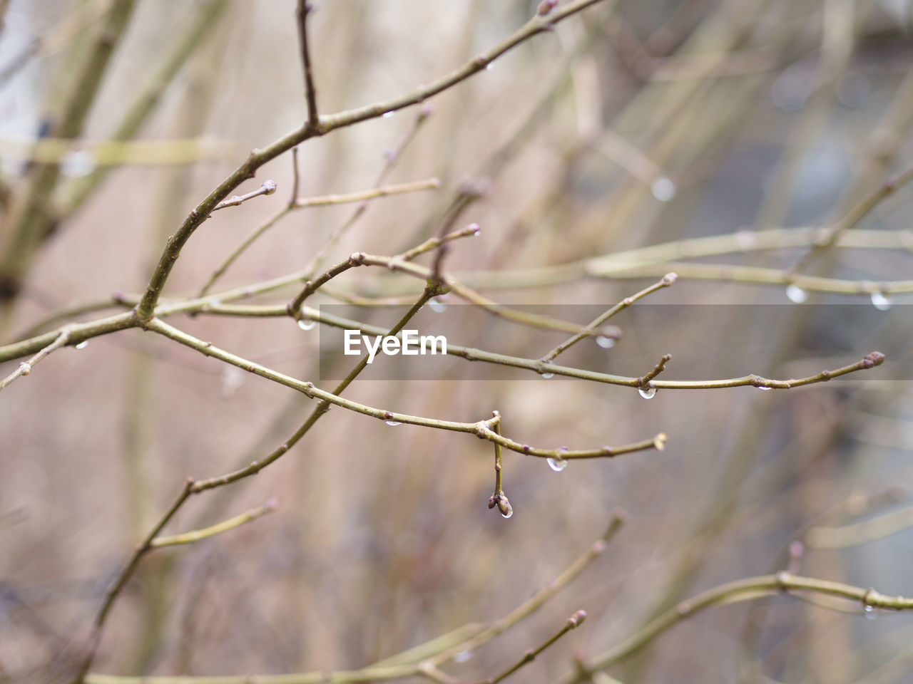 Close-up of water drops on branch