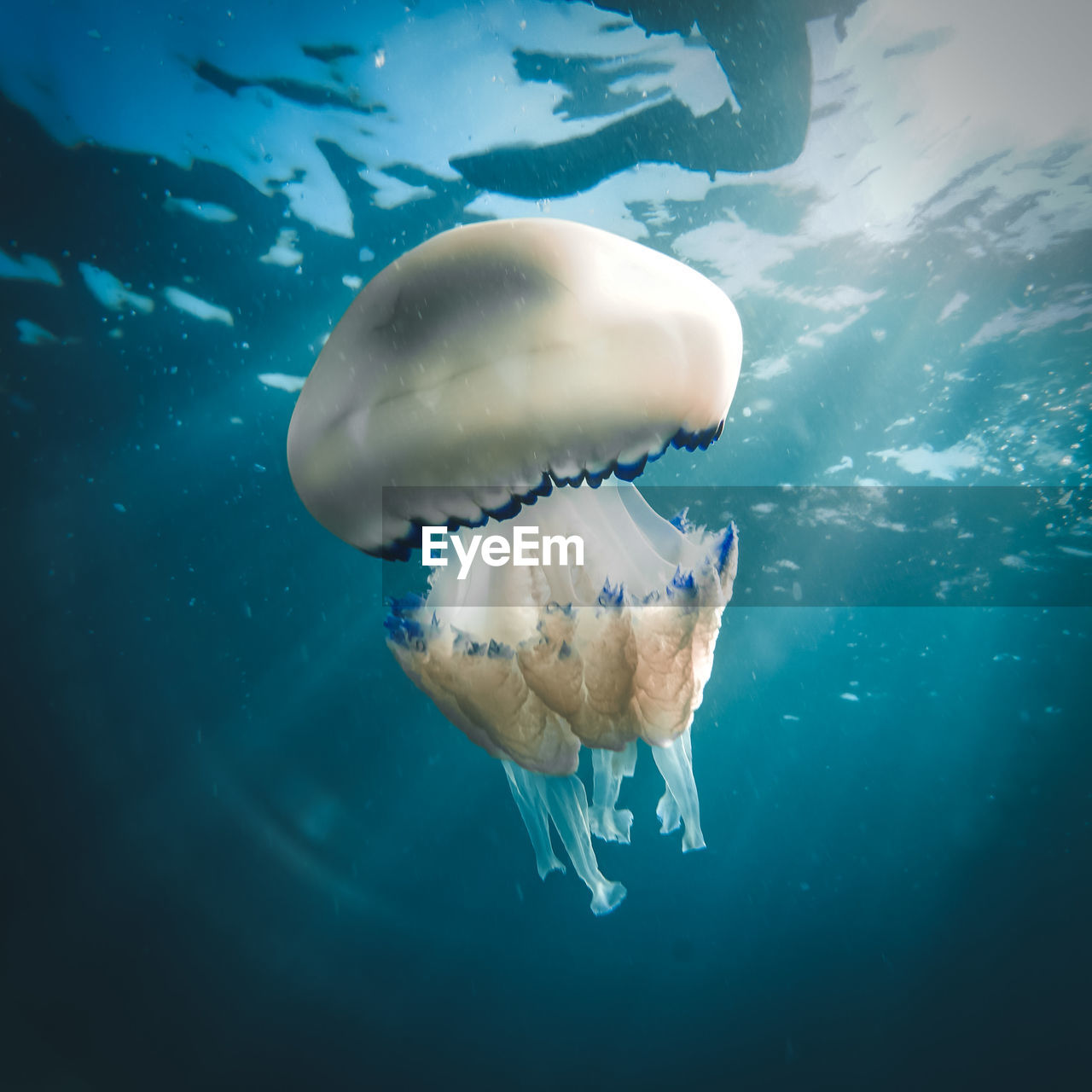 CLOSE-UP OF JELLYFISH SWIMMING