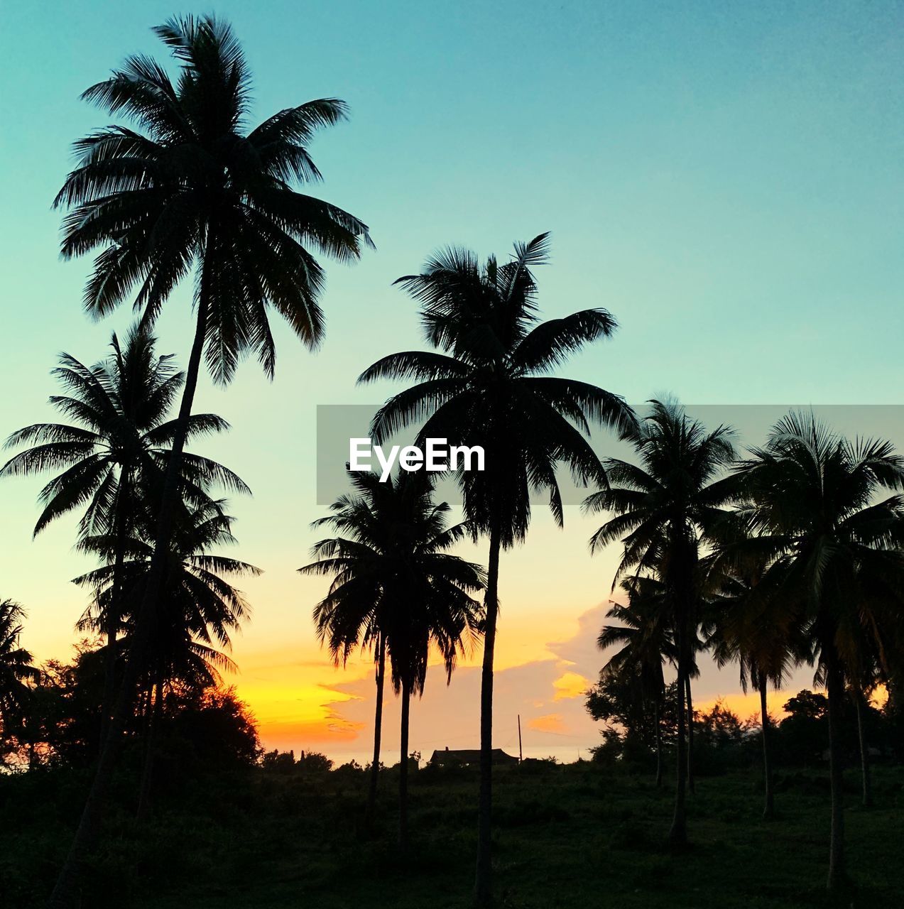 Silhouette palm trees against sky during sunset