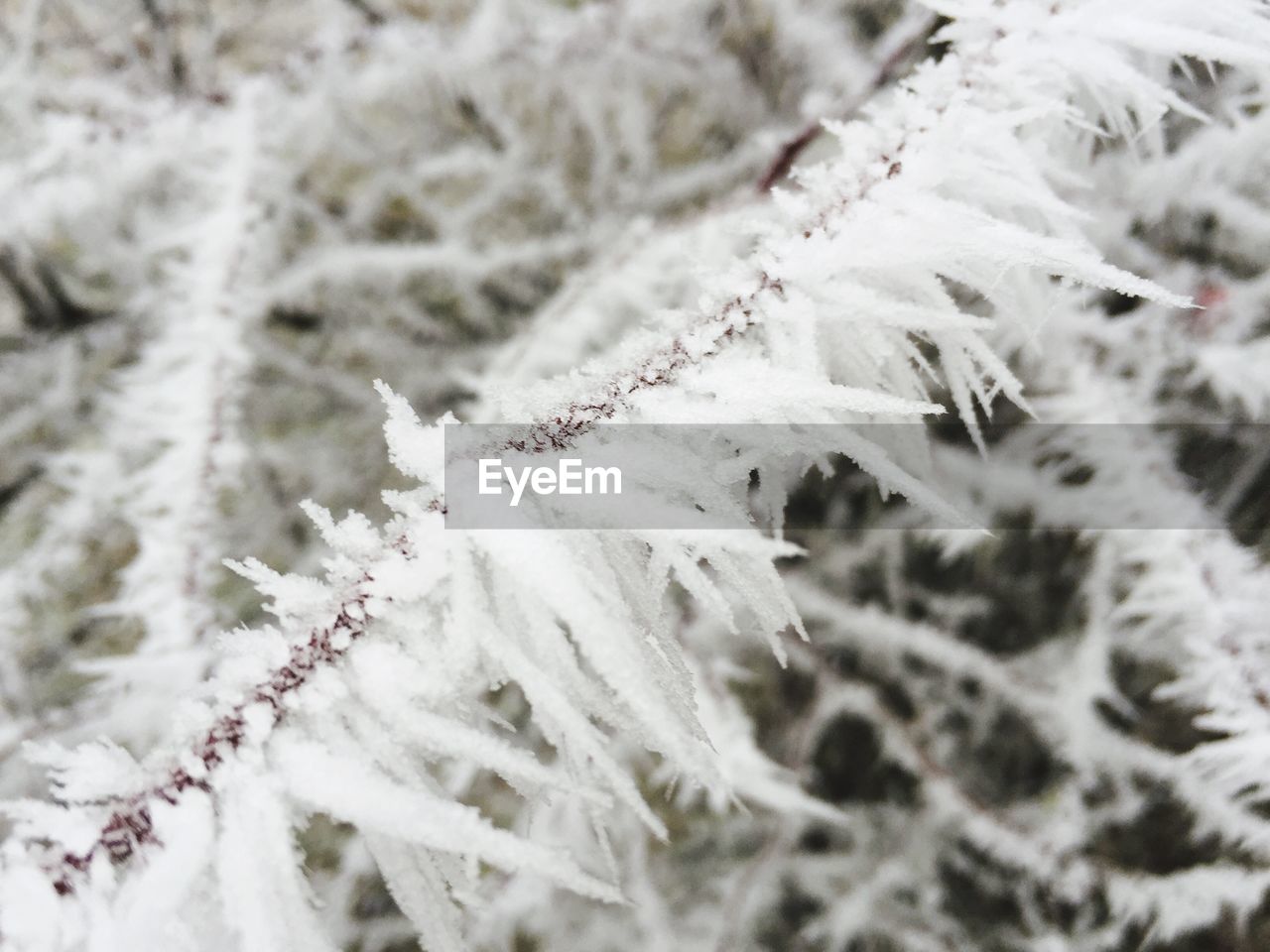 HIGH ANGLE VIEW OF FROZEN TWIGS ON BRANCH