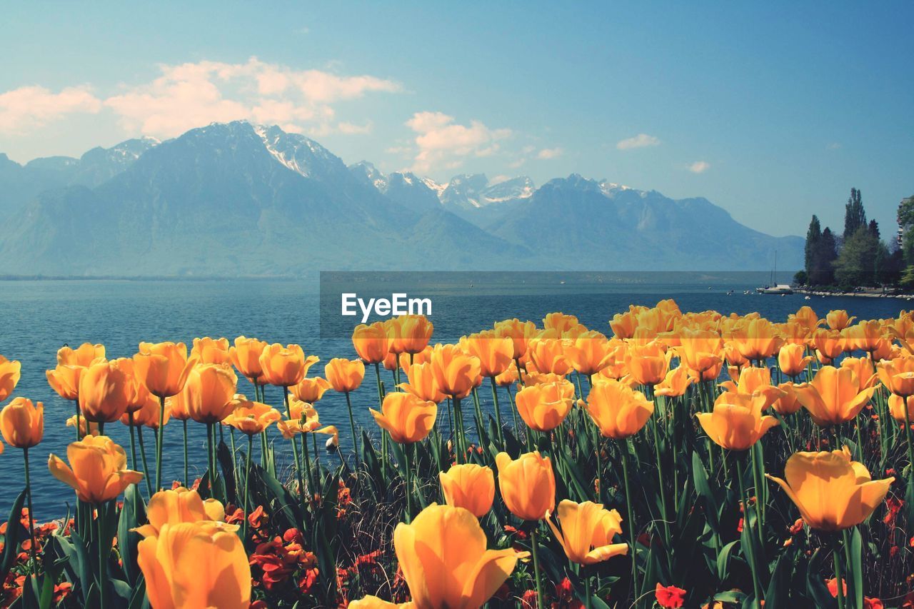 Scenic view of flowering plants and mountains against sky