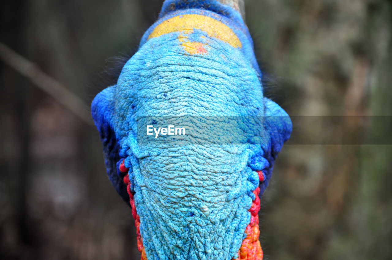 Close-up of blue peacock