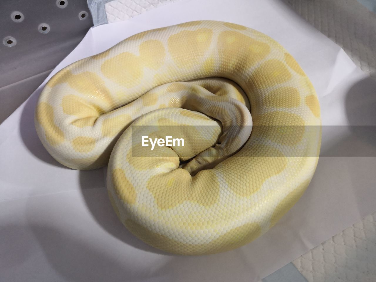 HIGH ANGLE VIEW OF SNAKE IN PLATE