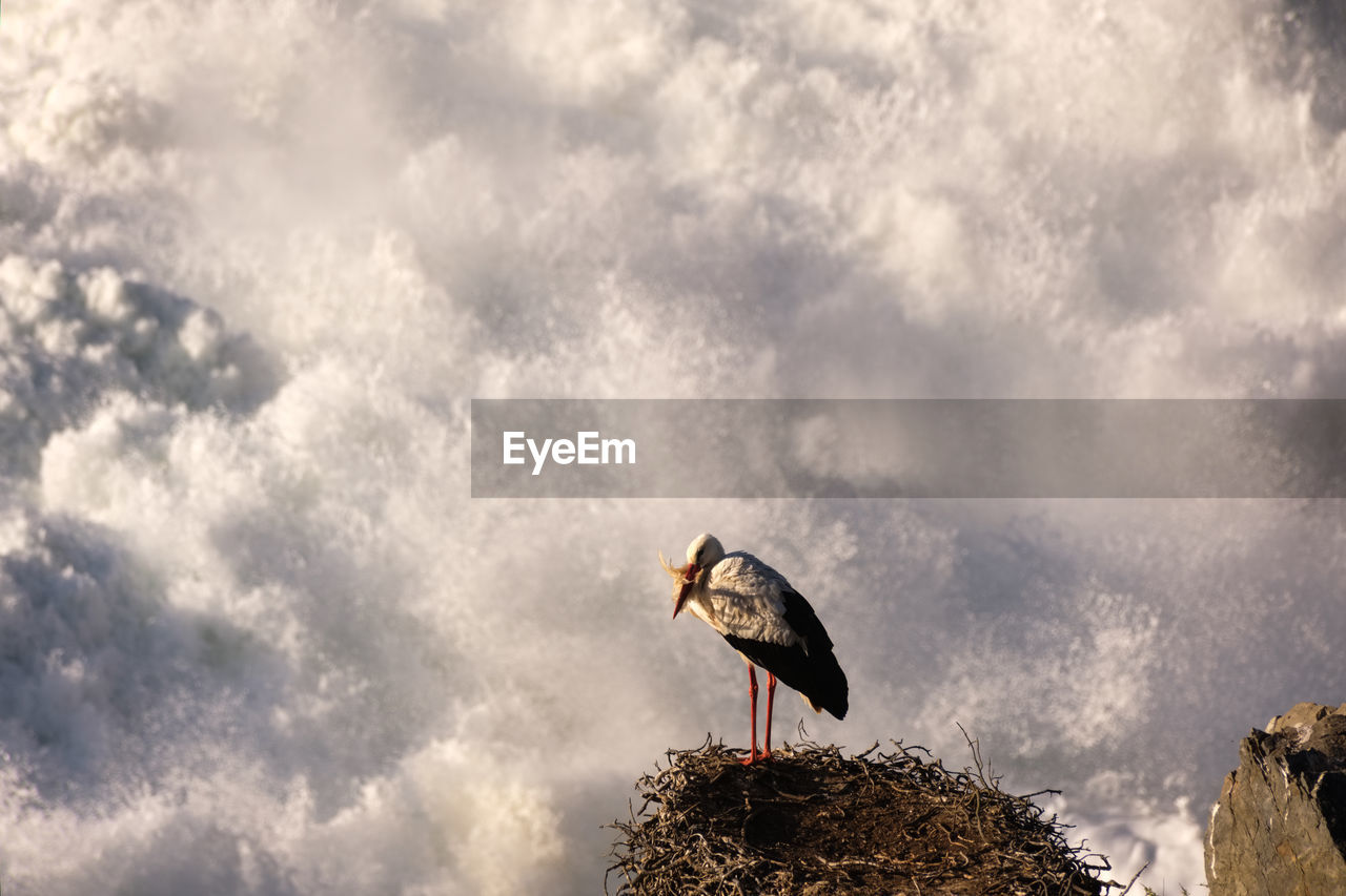 low angle view of bird perching on tree against cloudy sky