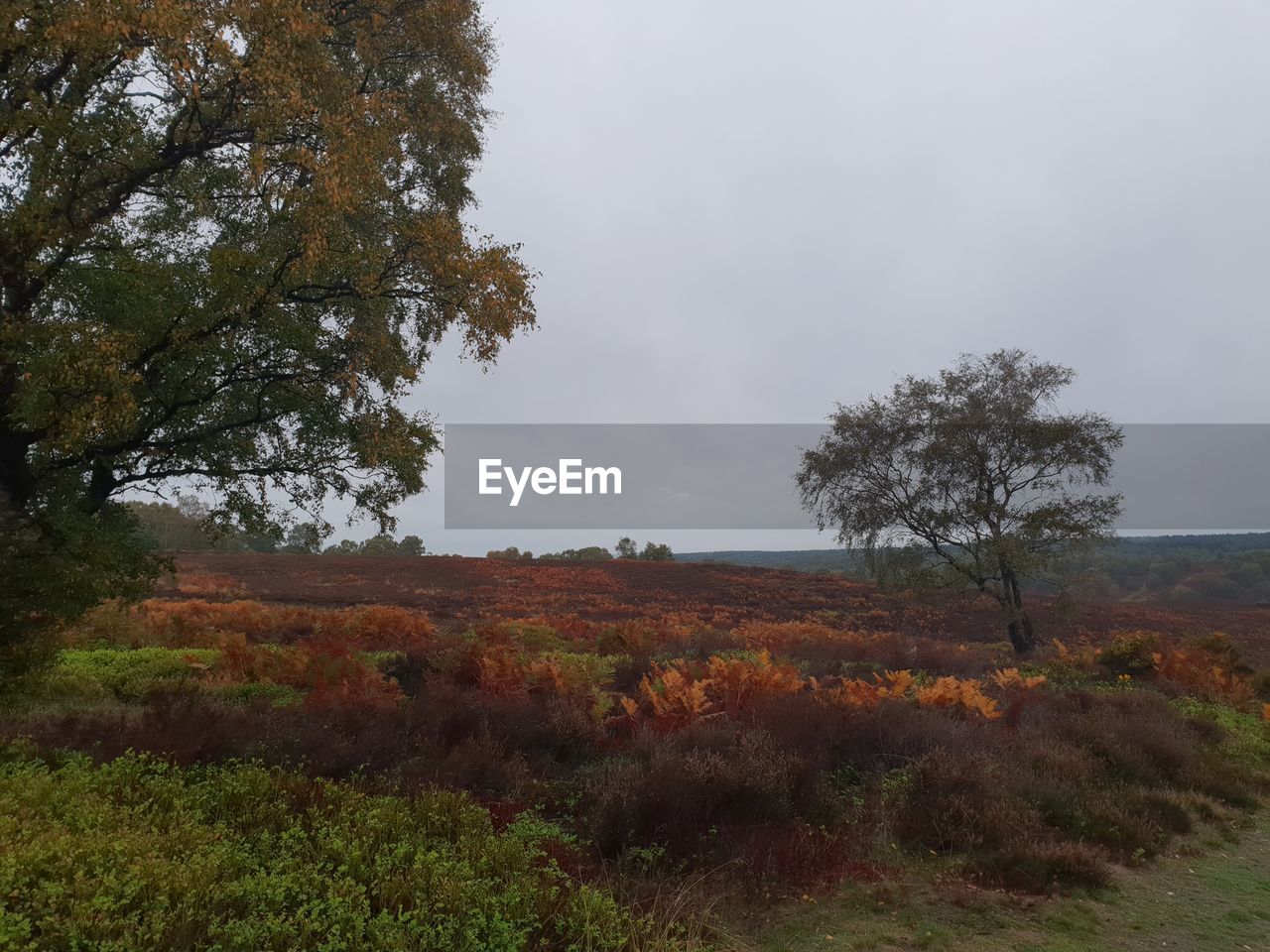 TREES GROWING ON FIELD AGAINST SKY