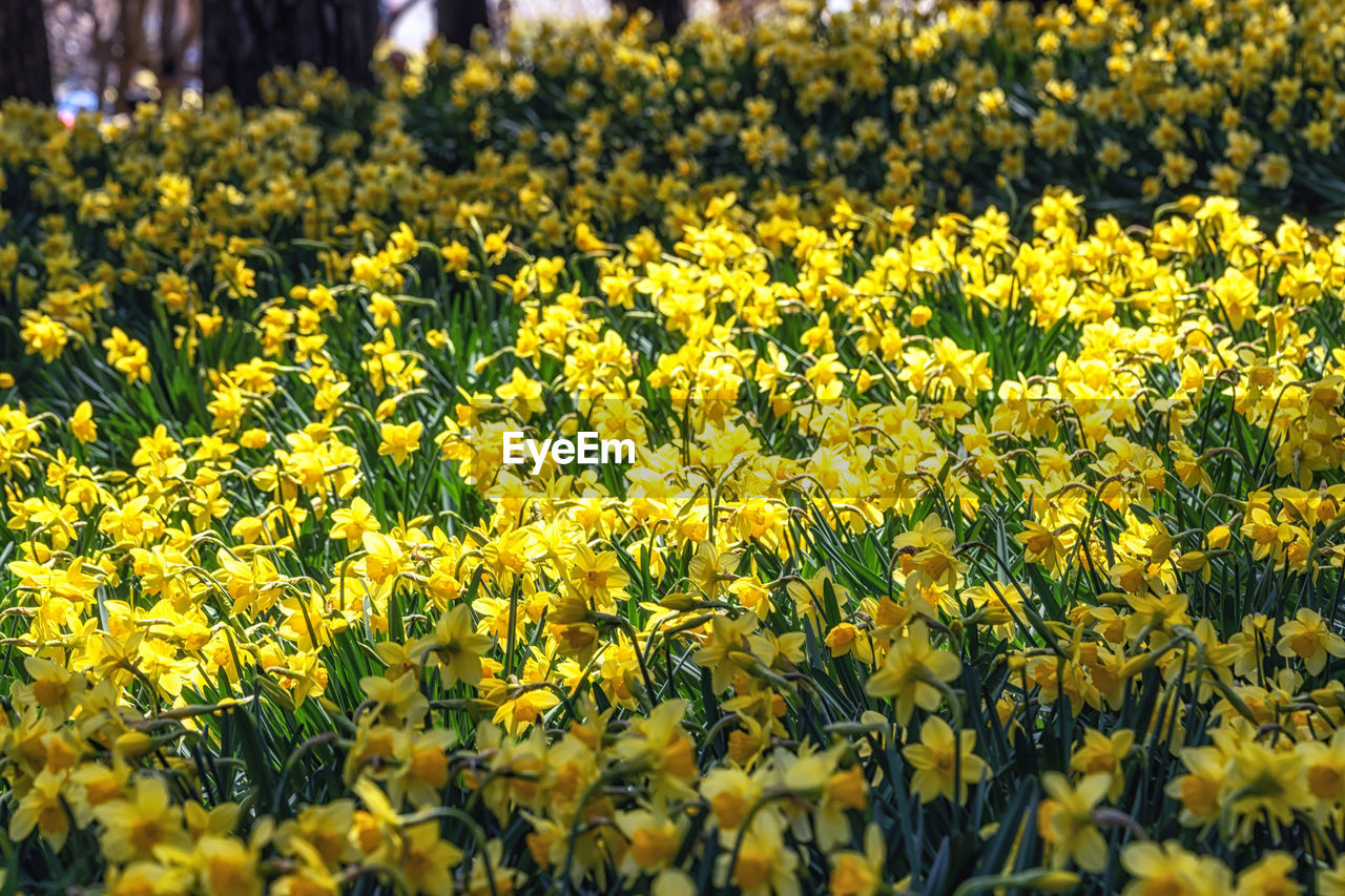 yellow, flower, flowering plant, plant, freshness, beauty in nature, growth, fragility, land, field, nature, abundance, day, landscape, agriculture, rural scene, springtime, flower head, outdoors, no people, close-up, oilseed rape, sunlight, blossom, selective focus, tranquility, farm, inflorescence, flowerbed, petal, vibrant color, crop, focus on foreground