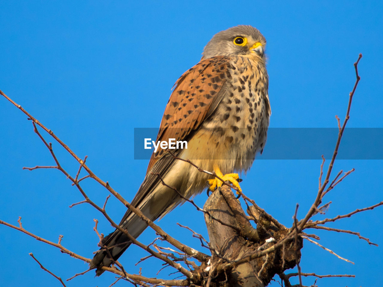 Low angle view of eagle against blue sky