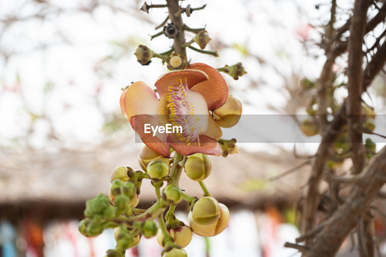 CLOSE-UP OF APPLE ON BRANCH