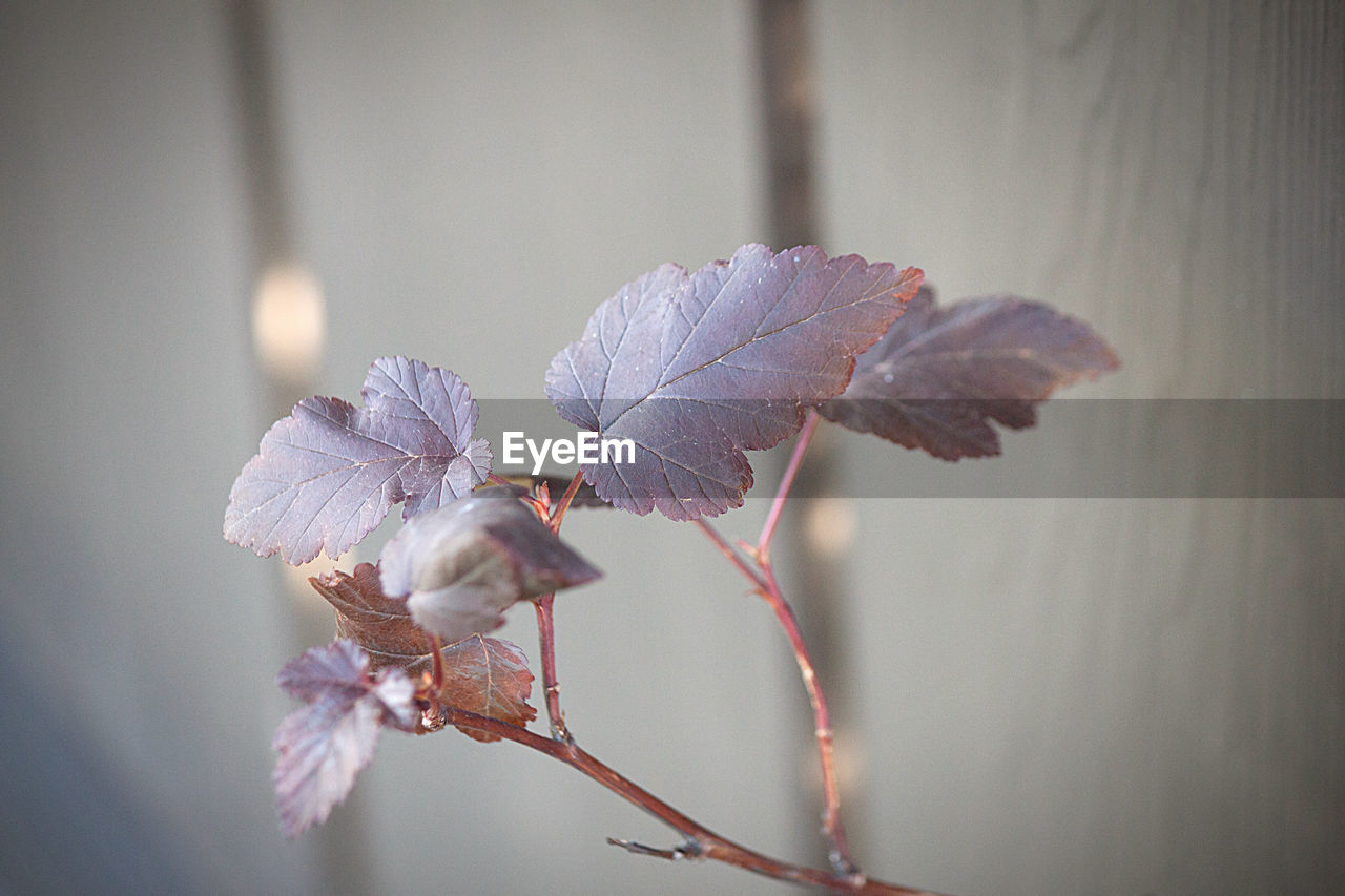 CLOSE-UP OF WILTED FLOWER AGAINST WALL