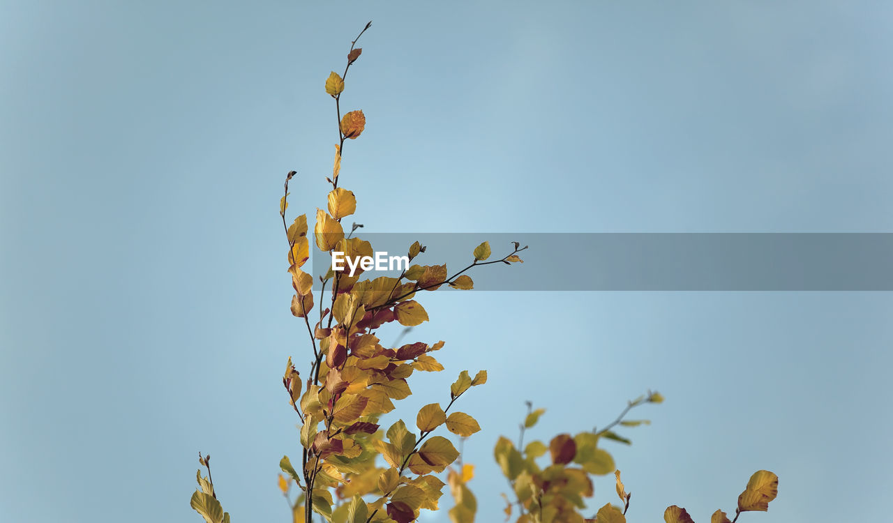 Low angle view of flowers against clear blue sky