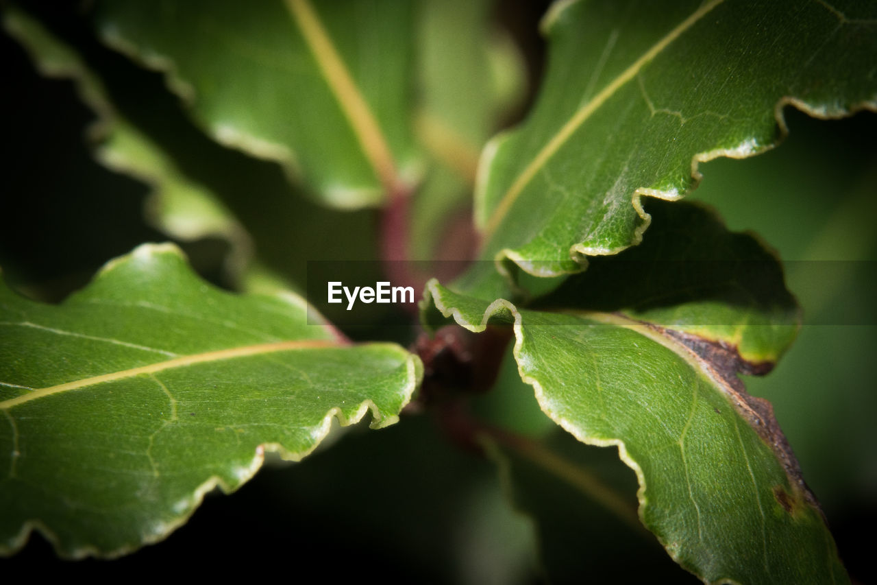 Close-up of green bay leaves
