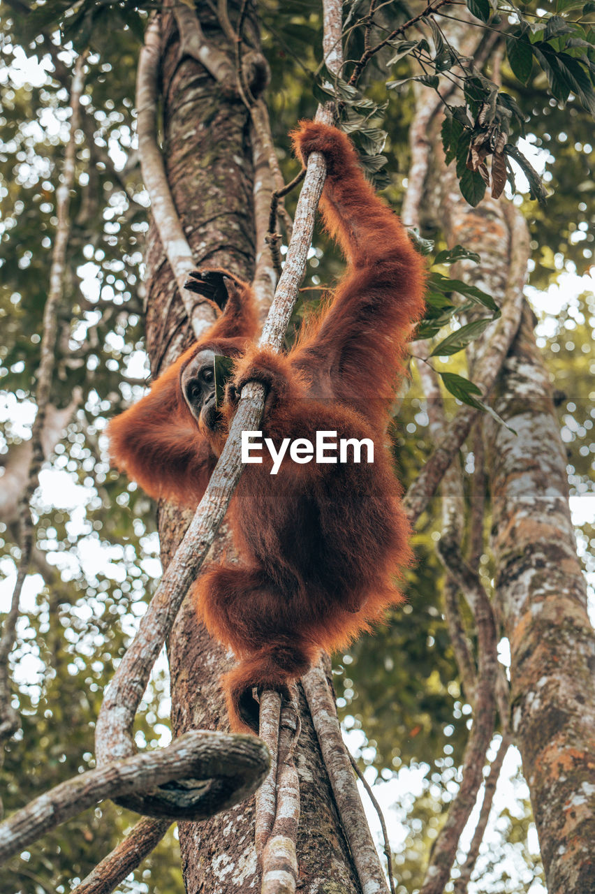 Low angle view of monkey on tree