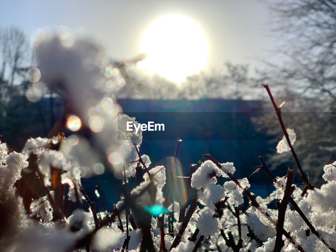 CLOSE-UP OF CHERRY BLOSSOM IN WINTER