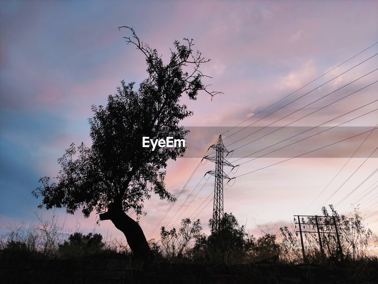 SILHOUETTE TREE AGAINST SKY AT SUNSET