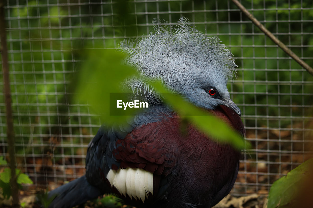 Chubby scheepmaker's crowned pigeon hidden among the bushes and steams like a dude. purple