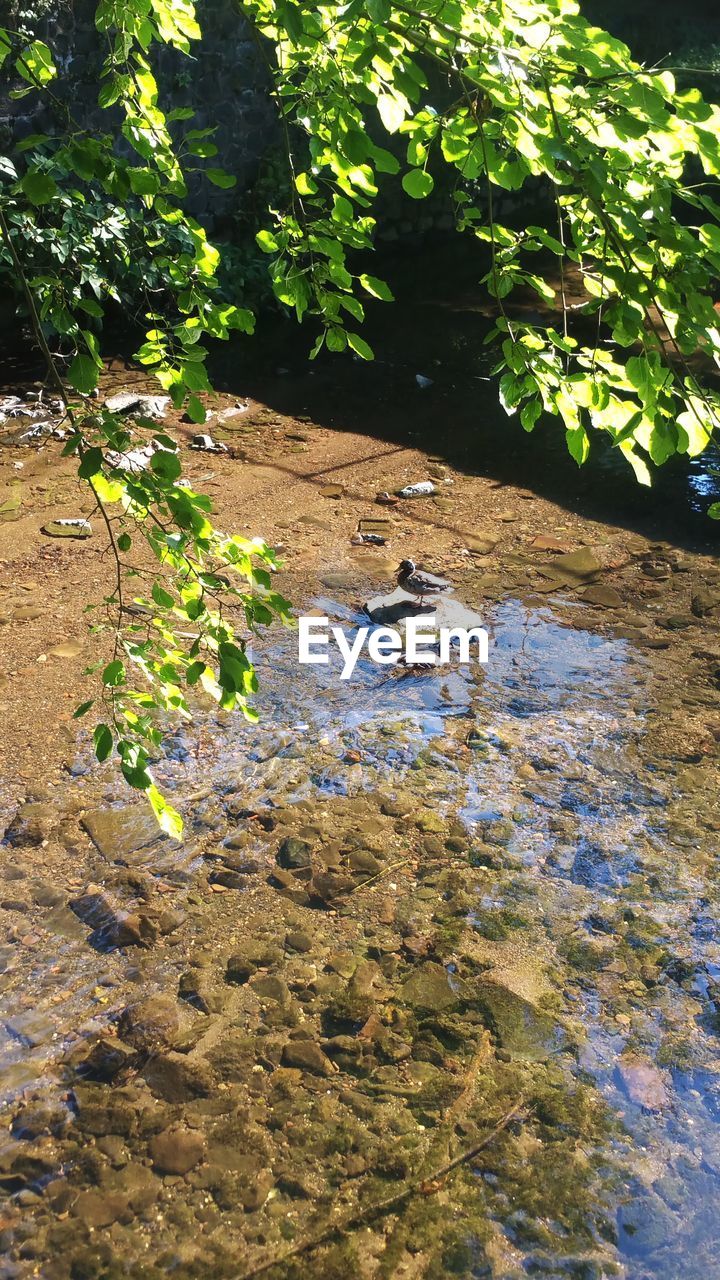 HIGH ANGLE VIEW OF AN ANIMAL FLOATING ON LAKE