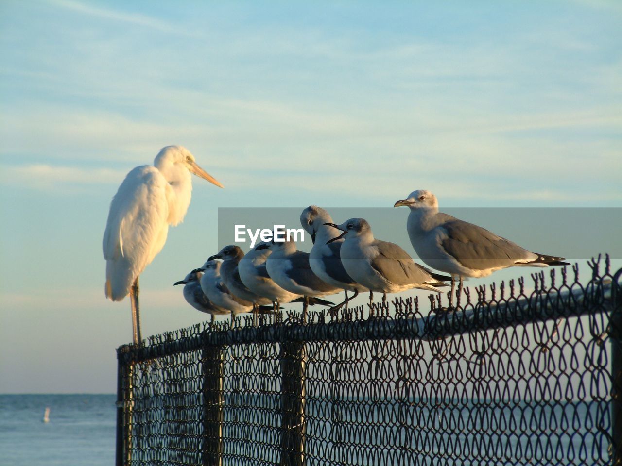 FLOCK OF SEAGULLS PERCHING ON RAILING