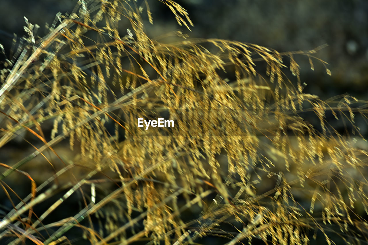 plant, grass, nature, growth, sunlight, agriculture, branch, no people, close-up, crop, cereal plant, land, field, focus on foreground, outdoors, rural scene, landscape, day, beauty in nature, food, flower, leaf, macro photography, tree, selective focus, environment