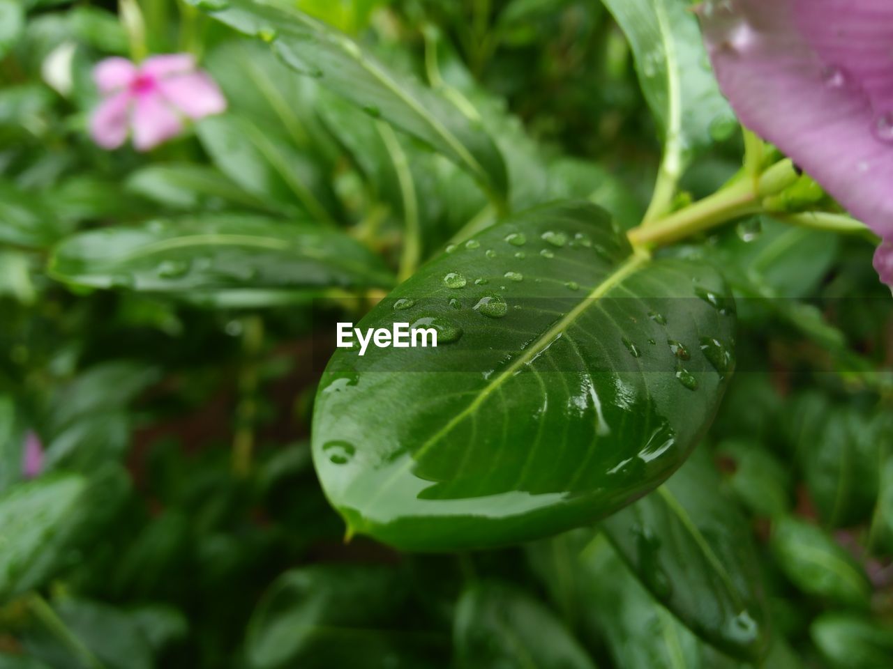 CLOSE-UP OF WET PLANT LEAVES