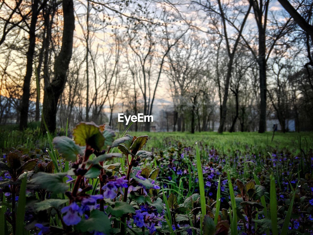 PURPLE FLOWERS GROWING ON TREE TRUNK