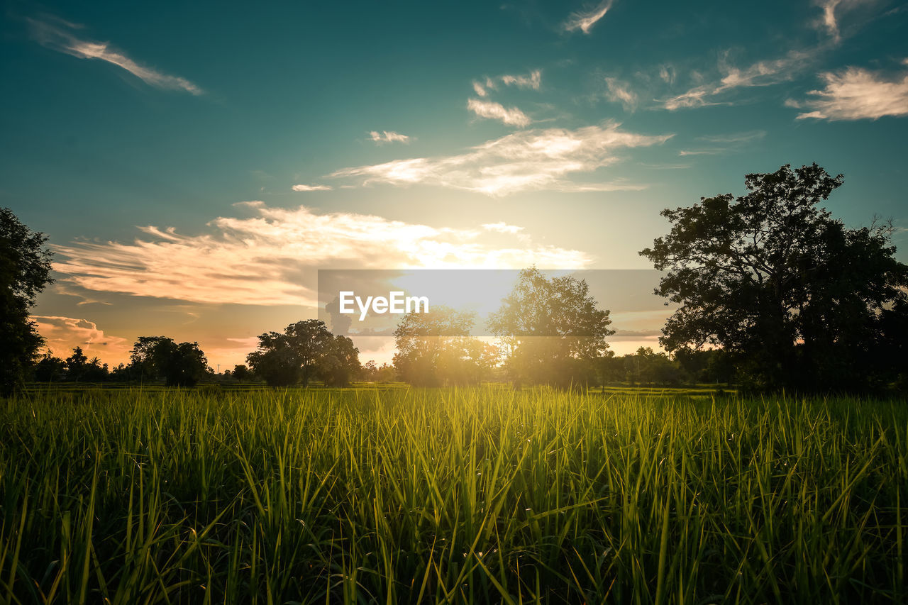 CROPS GROWING ON FIELD AGAINST BRIGHT SUN