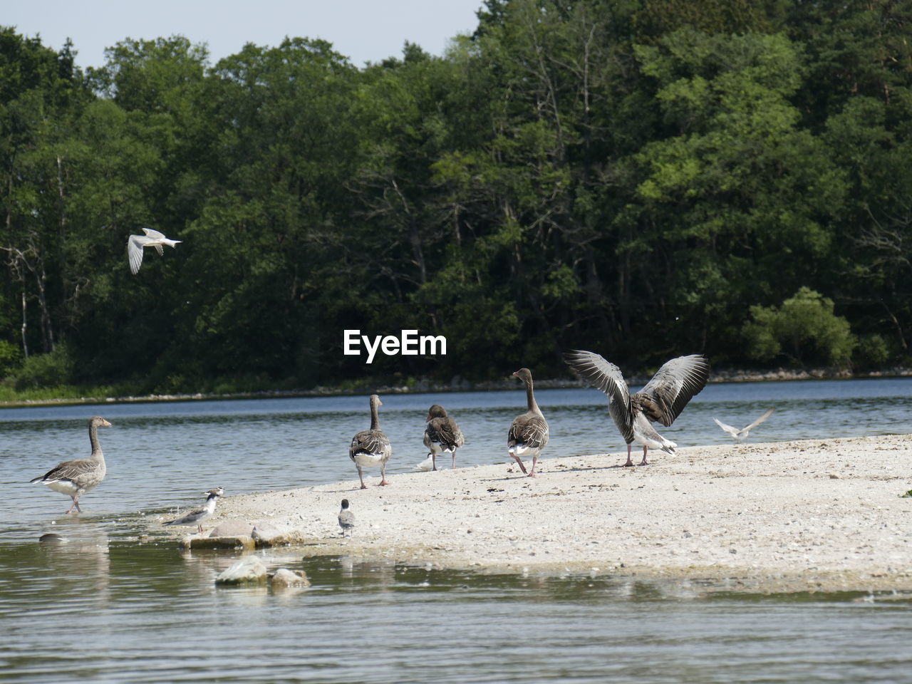 animal wildlife, animal themes, animal, wildlife, bird, water, group of animals, tree, plant, nature, lake, no people, large group of animals, flying, beauty in nature, day, water bird, outdoors