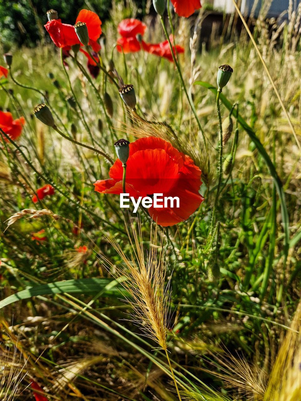 plant, red, flower, flowering plant, beauty in nature, growth, poppy, nature, freshness, grass, fragility, meadow, close-up, wildflower, petal, no people, flower head, inflorescence, prairie, day, field, land, outdoors, focus on foreground, green, botany, sunlight, plant stem