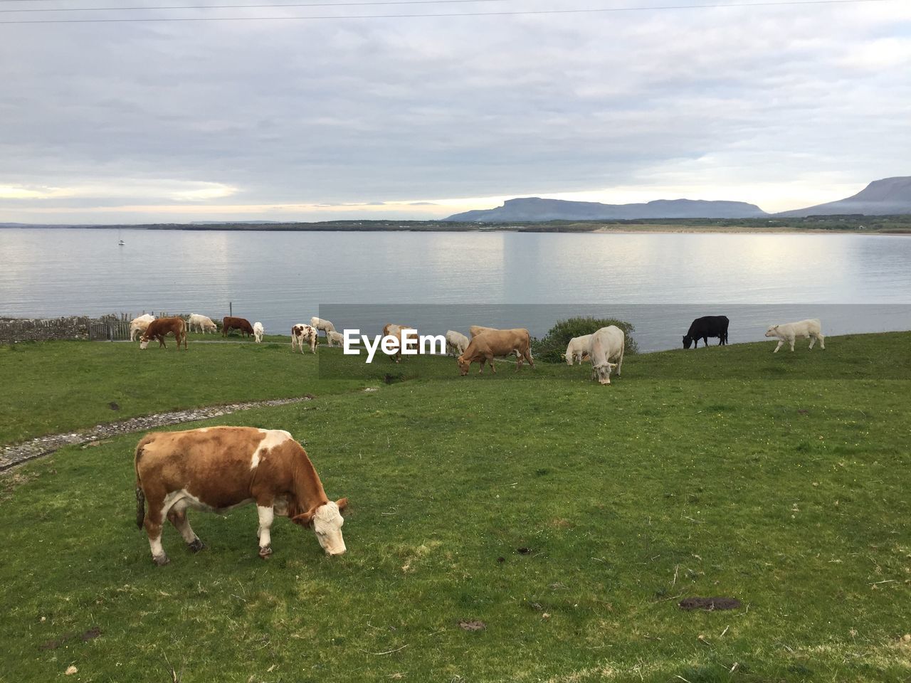 HORSES GRAZING IN FIELD