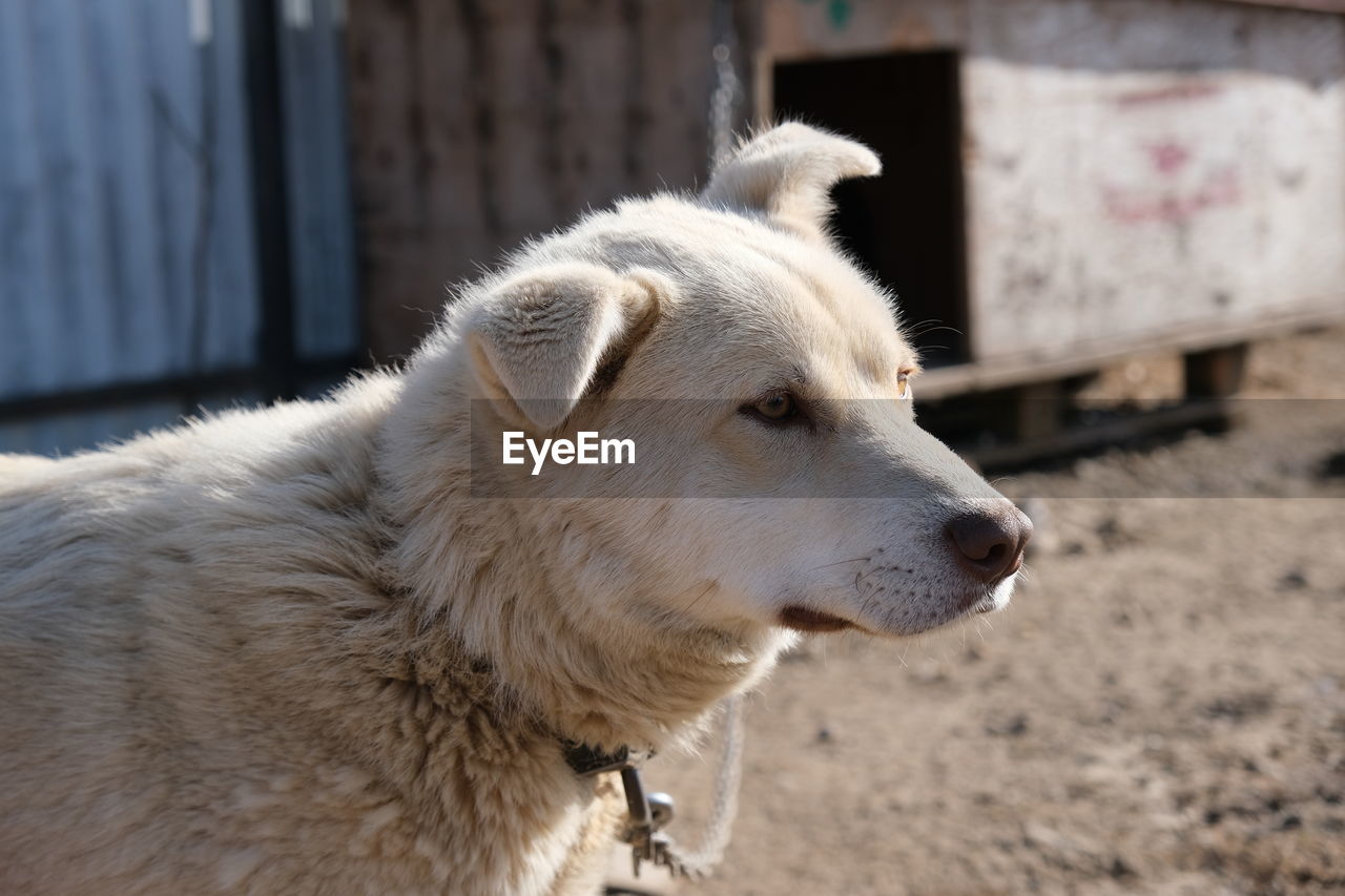 CLOSE-UP PORTRAIT OF DOG LOOKING AWAY